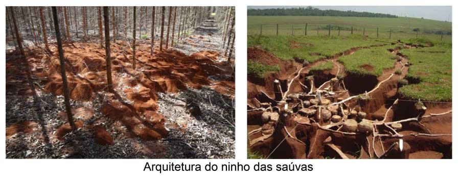 Formigas saúvas: principais espécies e estratégias de manejo