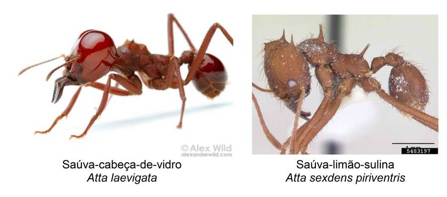 Formigas saúvas: principais espécies e estratégias de manejo