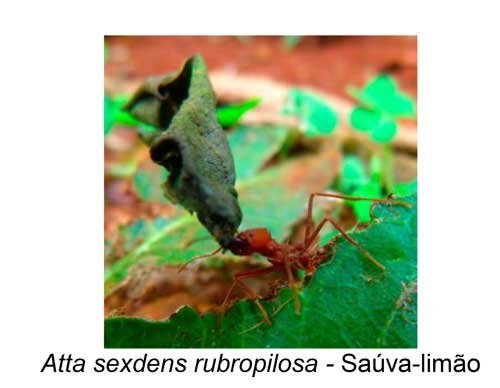 Formigas saúvas: principais espécies e estratégias de manejo