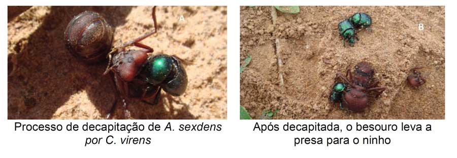 Formigas saúvas: principais espécies e estratégias de manejo