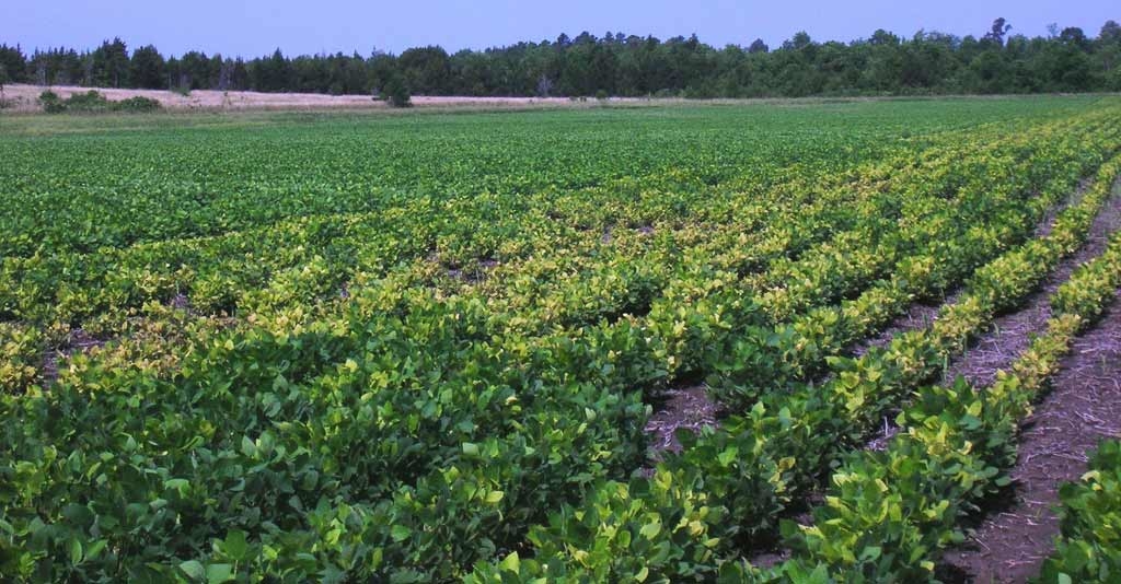 manejo de nematoides