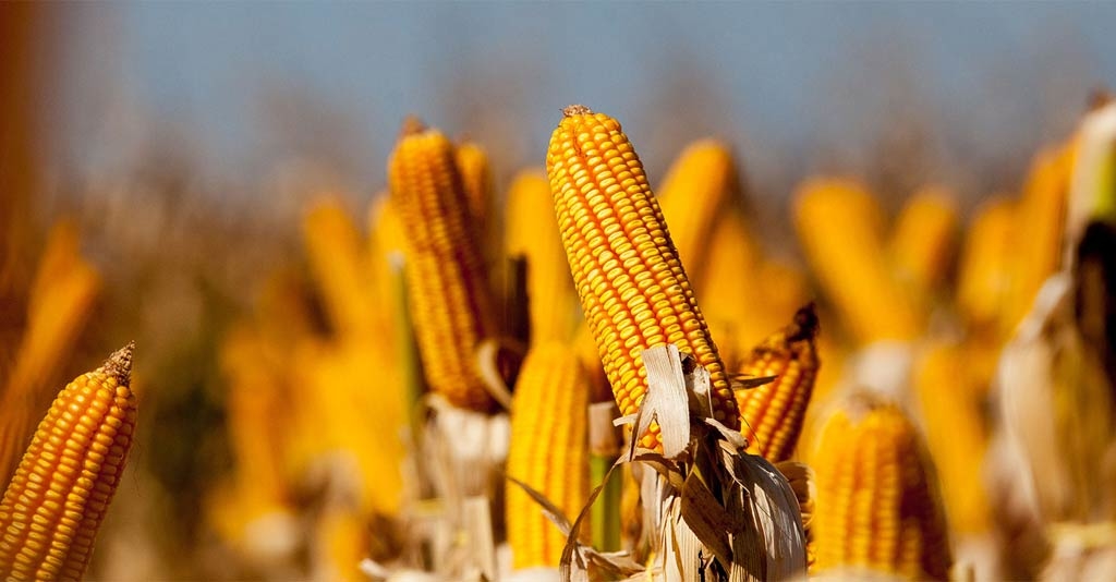 manejo de percevejos no milho