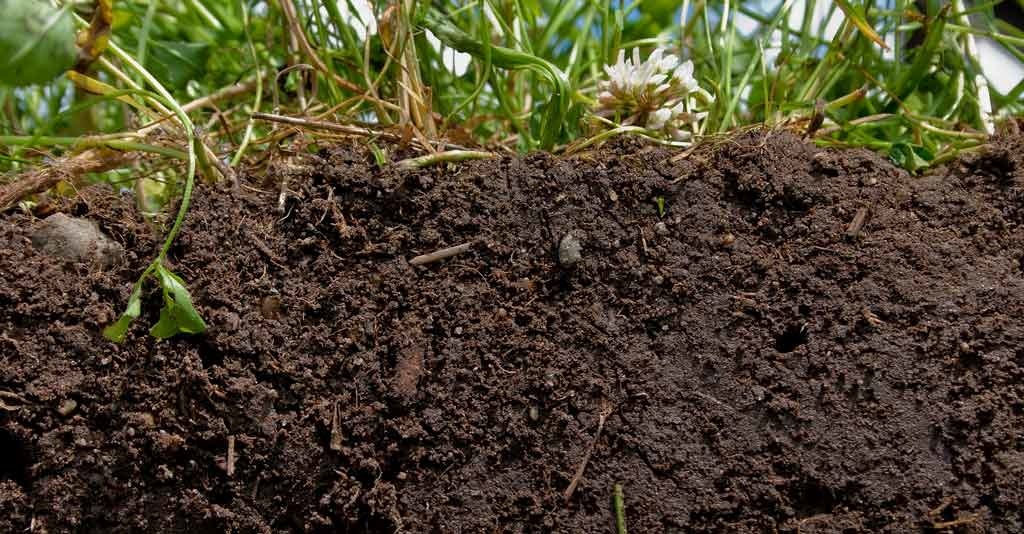 Fertilidade do solo