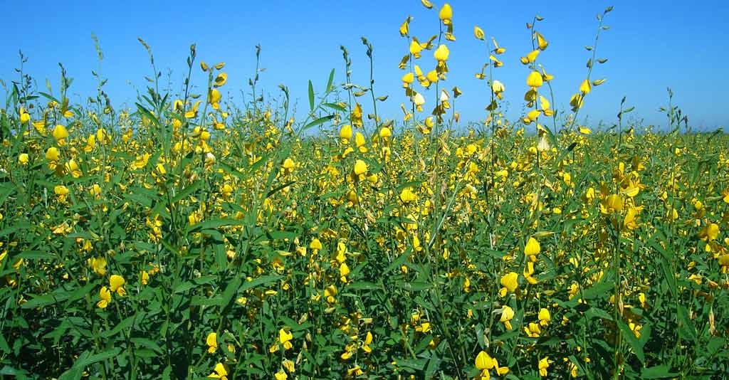 Como utilizar a adubação verde para obter melhores resultados