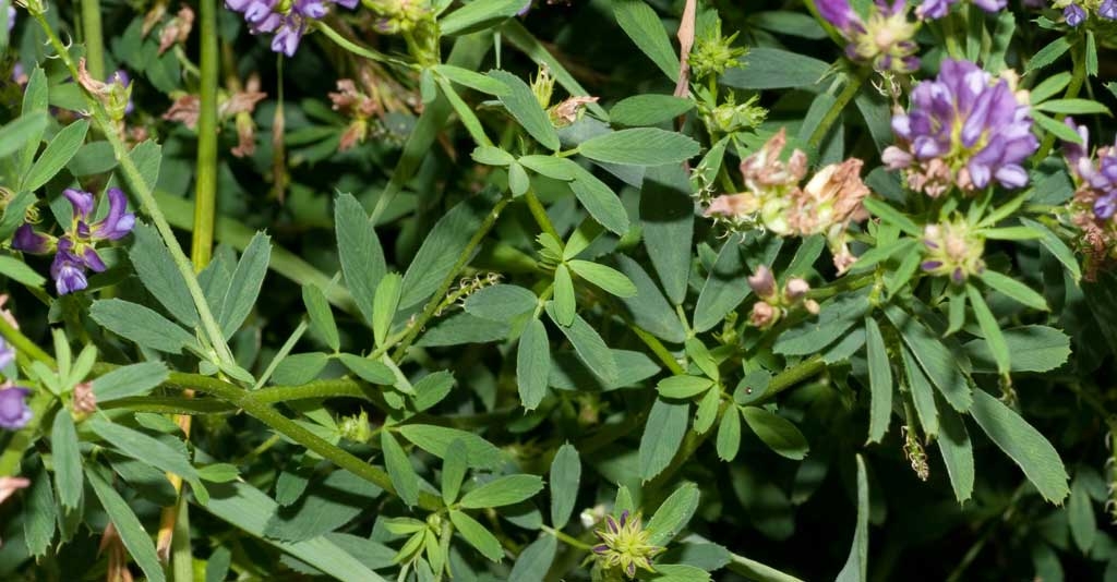 Alfafa: excelente leguminosa forrageira para a alimentação animal