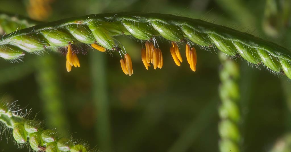 04 coisas que você precisa saber sobre a braquiária