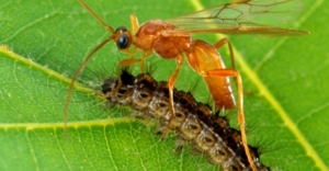 Controle biológico de insetos-praga na agricultura
