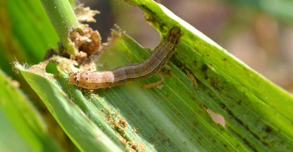 Principais alternativas para o controle de pragas agrícolas