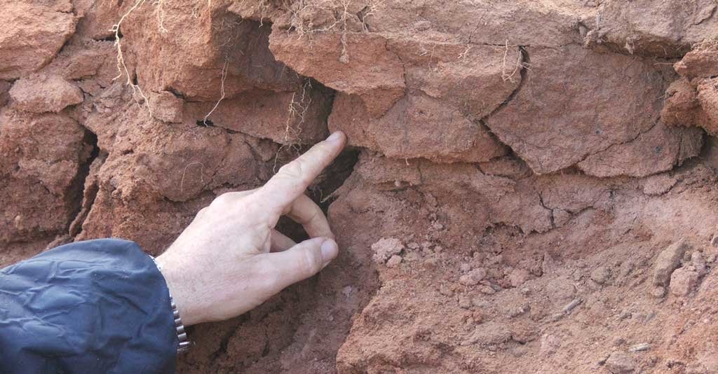 Escarificação do solo: impactos no crescimento radicular e na produtividade