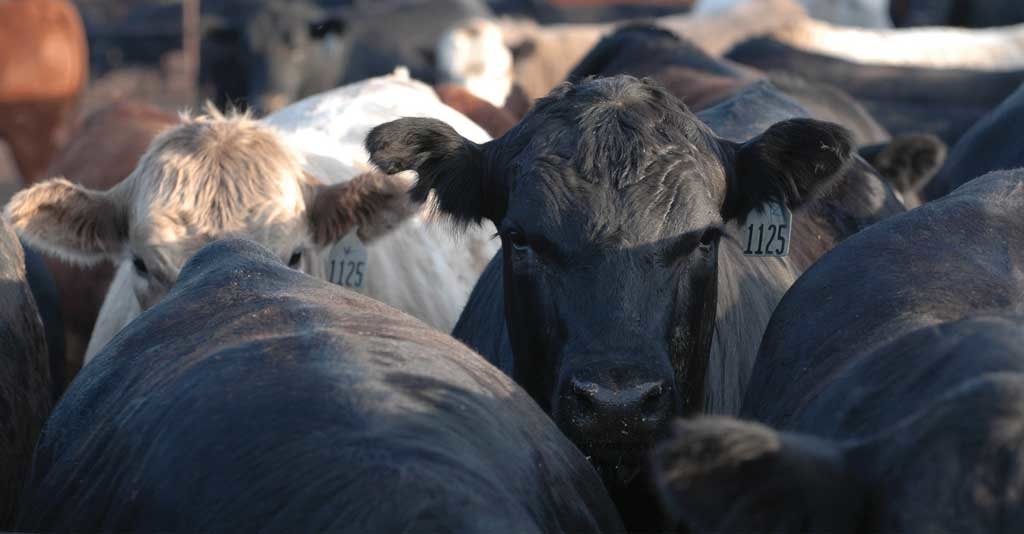 Febre aftosa: o que é, como é transmitida e como prevenir