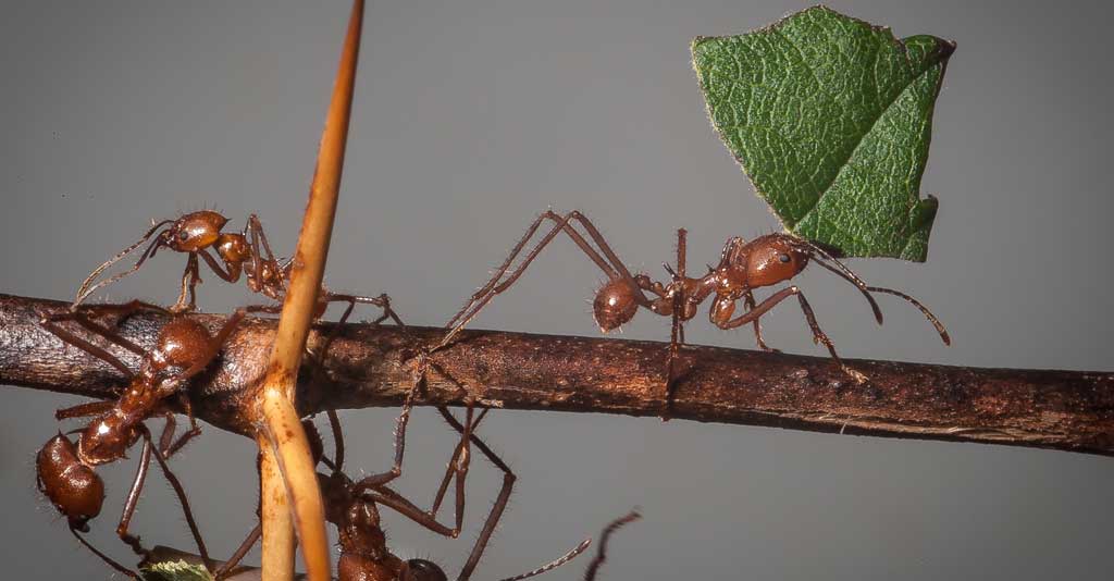 Formigas saúvas: principais espécies e estratégias de manejo