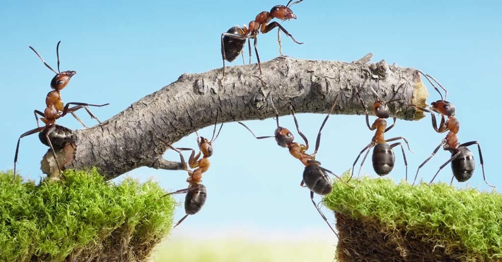 A importância da Gestão de Pessoas no Agronegócio