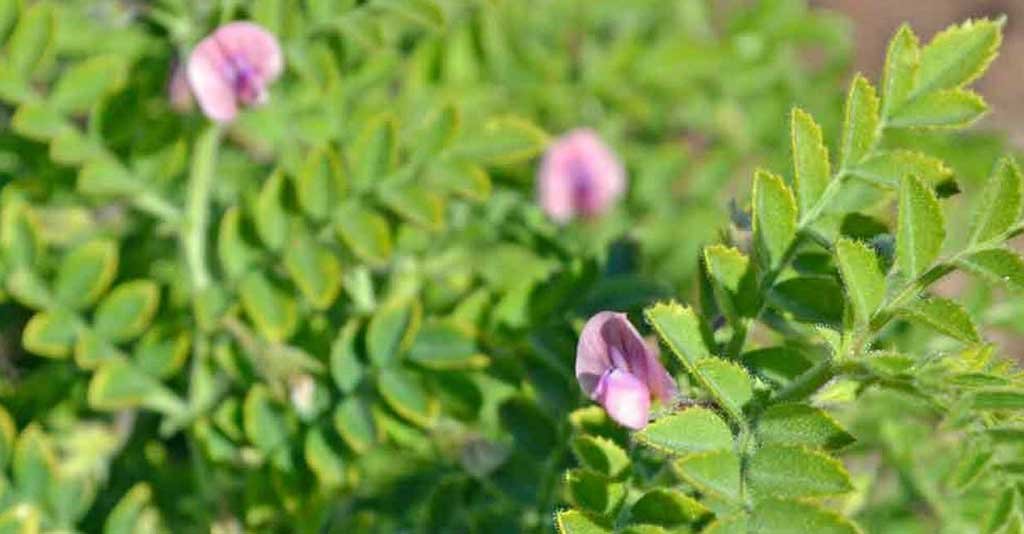 Como realizar o cultivo de grão de bico: da semeadura à colheita