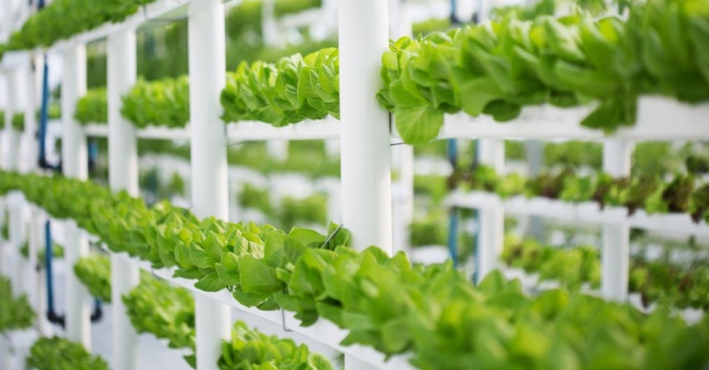 Hidroponia e cultivos hidropônicos