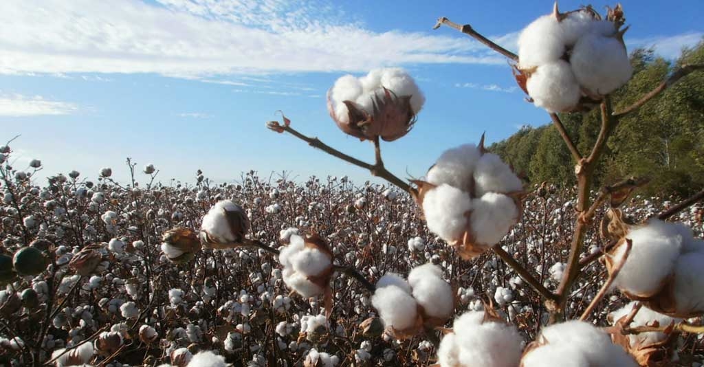 Os hormônios vegetais e sua importância para a Agricultura