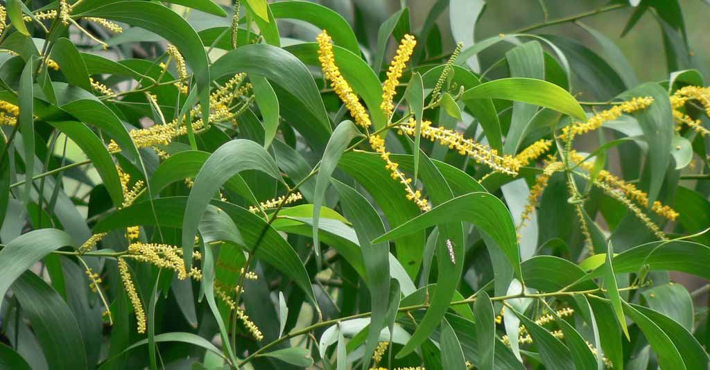 As 6 leguminosas mais importantes para o Agronegócio brasileiro