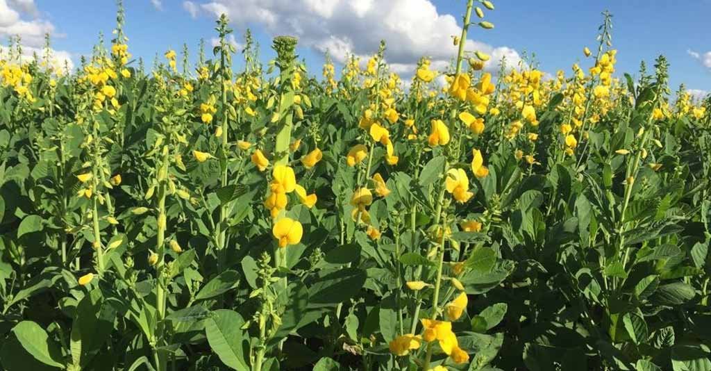 As 6 leguminosas mais importantes para o Agronegócio brasileiro