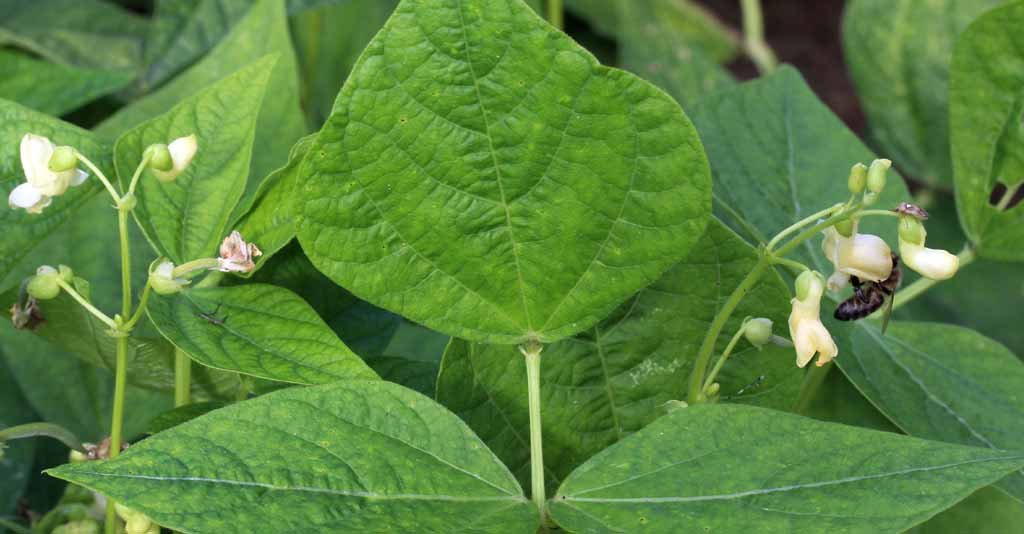 As 6 leguminosas mais importantes para o Agronegócio brasileiro