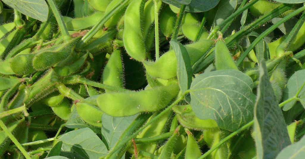 As 6 leguminosas mais importantes para o Agronegócio brasileiro