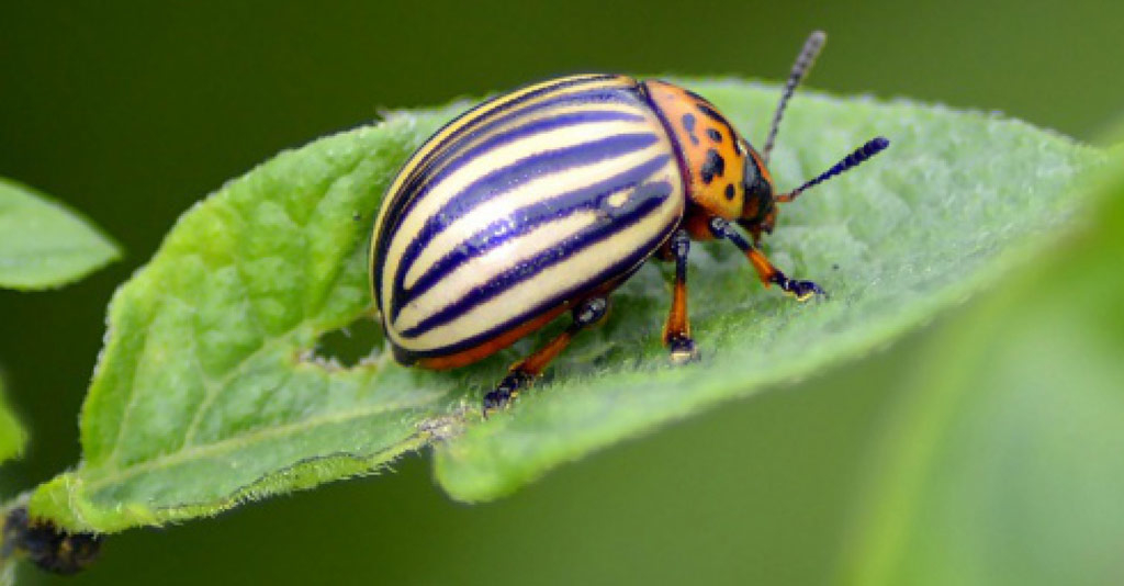 Como funciona e como realizar o Manejo Integrado de Pragas (MIP)