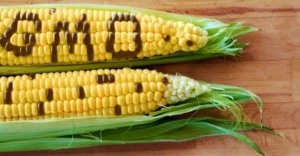 Melhoramento genético de plantas para a agricultura