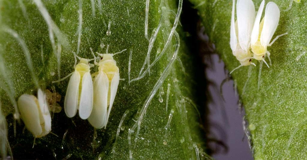 sca-branca: ciclo de vida, doenças transmitidas e estratégias de manejo