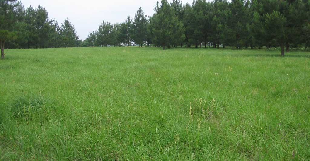 Tudo o que você precisa saber sobre pastagem para a alimentação animal