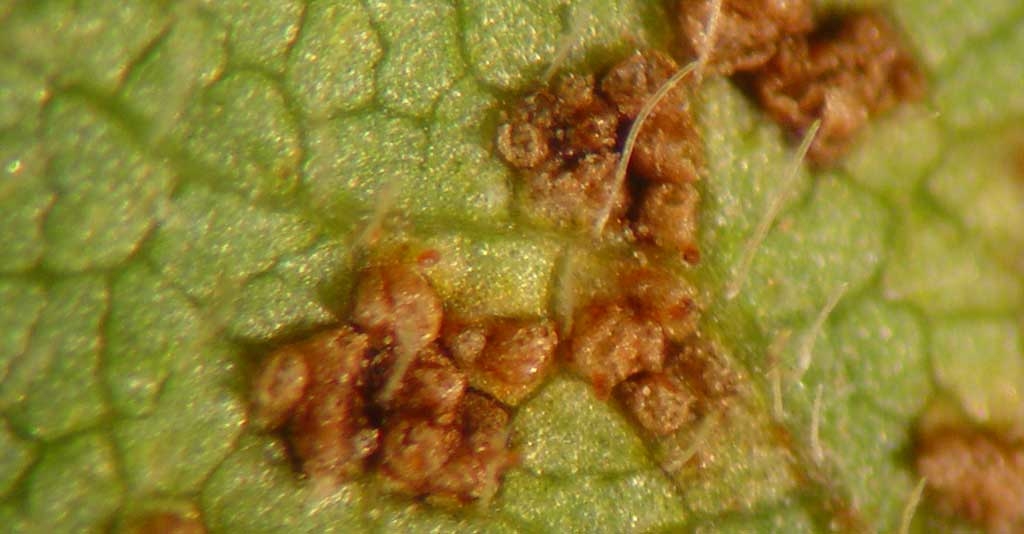 Guia definitivo sobre os principais patógenos agrícolas