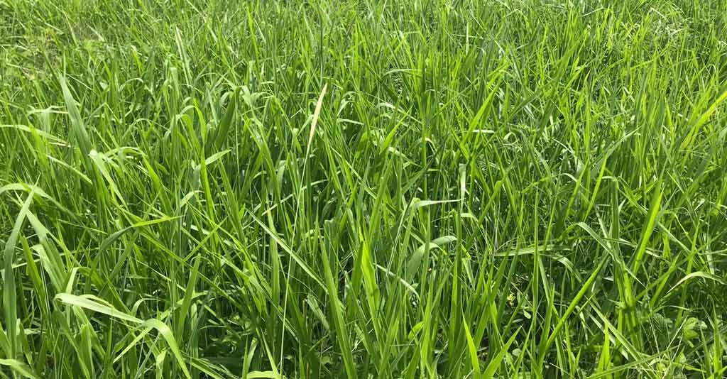 Plantas de cobertura: o guia completo para a utilização no Plantio Direto