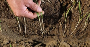 Poluição do solo / Contaminação do solo