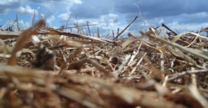 Sistema Plantio Direto na Palha