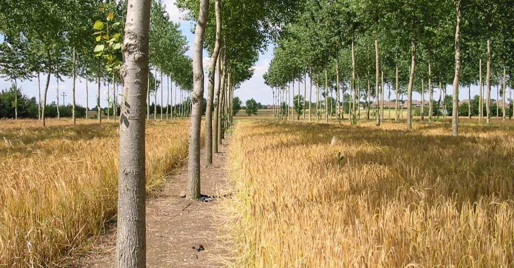 O potencial dos Sistemas Agroflorestais para o Agronegócio brasileiro