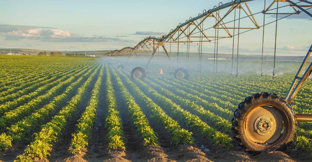 Irrigação: sistemas e dicas para um manejo adequado