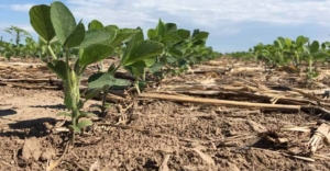 Como realizar o manejo de um solo arenoso