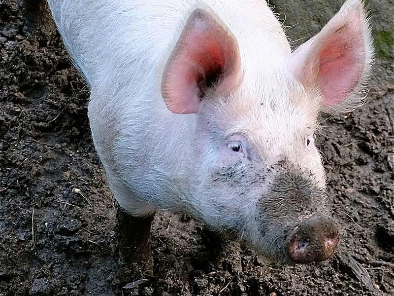 Suínos: tudo o que você precisa saber pra iniciar sua criação