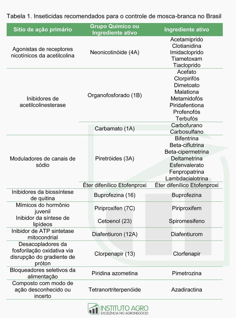 Mosca-branca: ciclo de vida, doenças transmitidas e estratégias de manejo