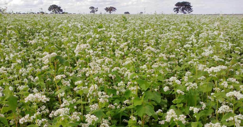 Trigo mourisco ou trigo sarraceno